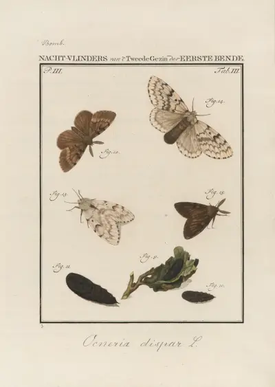 Beschouwing der wonderen Gods Pl.04 av Jan Christiaan Sepp