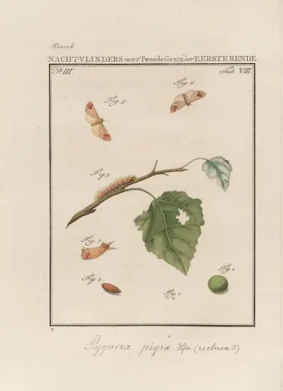 Beschouwing der wonderen Gods Pl.09 av Jan Christiaan Sepp