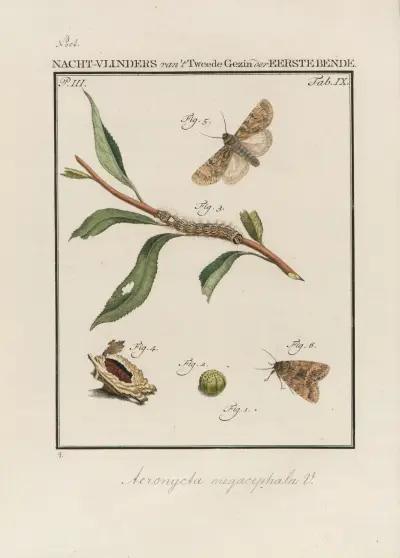 Beschouwing der wonderen Gods Pl.10 av Jan Christiaan Sepp