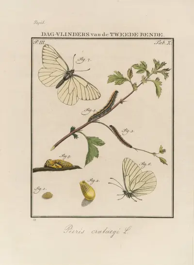 Beschouwing der wonderen Gods Pl.11 av Jan Christiaan Sepp
