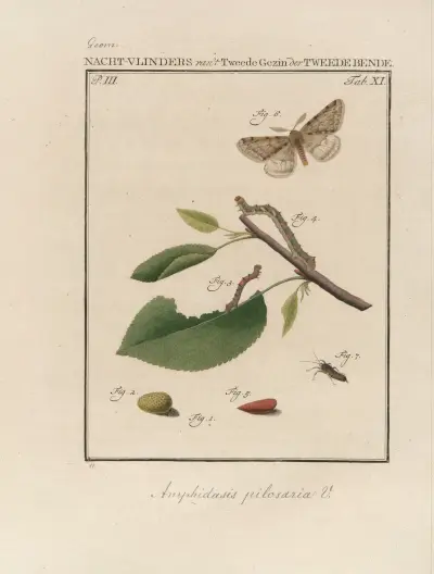 Beschouwing der wonderen Gods Pl.12 av Jan Christiaan Sepp