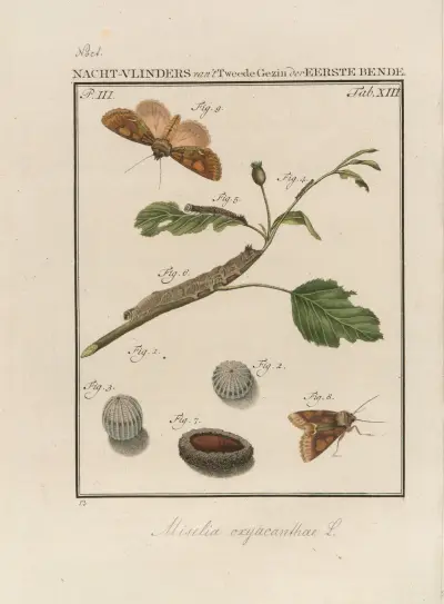 Beschouwing der wonderen Gods Pl.14 av Jan Christiaan Sepp
