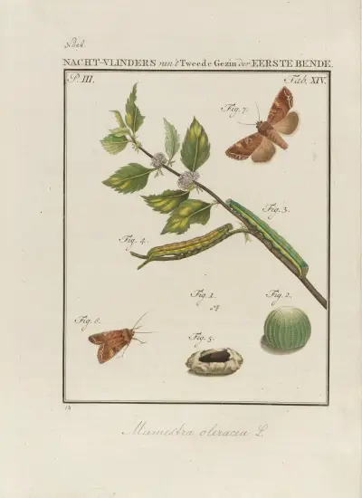 Beschouwing der wonderen Gods Pl.15 av Jan Christiaan Sepp