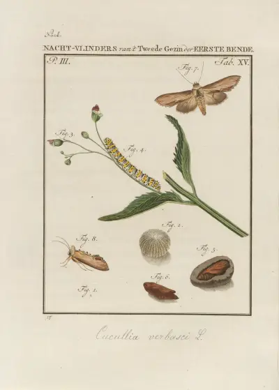 Beschouwing der wonderen Gods Pl.16 av Jan Christiaan Sepp