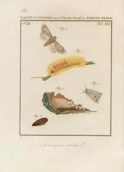 Beschouwing der wonderen Gods Pl.17 av Jan Christiaan Sepp