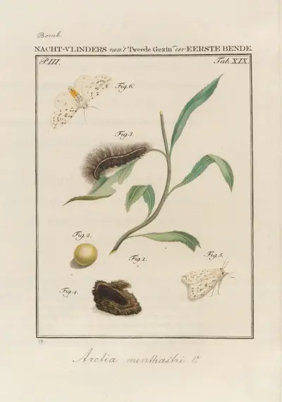 Beschouwing der wonderen Gods Pl.20 av Jan Christiaan Sepp