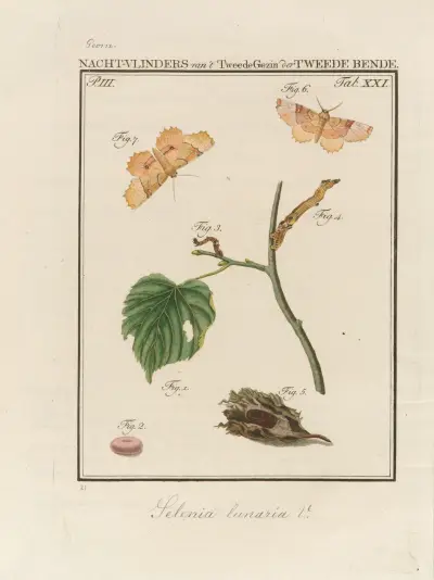 Beschouwing der wonderen Gods Pl.22 av Jan Christiaan Sepp