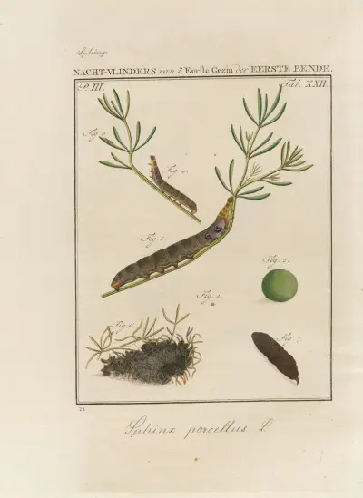 Beschouwing der wonderen Gods Pl.23 av Jan Christiaan Sepp
