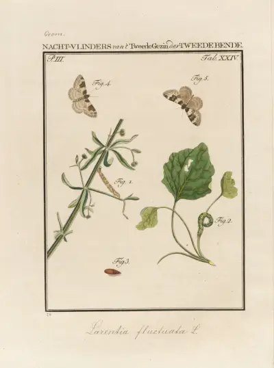 Beschouwing der wonderen Gods Pl.25 av Jan Christiaan Sepp