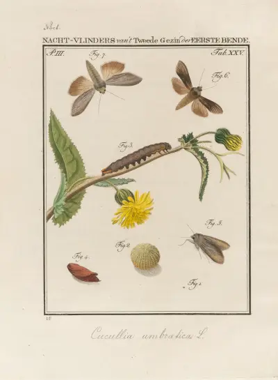 Beschouwing der wonderen Gods Pl.26 av Jan Christiaan Sepp