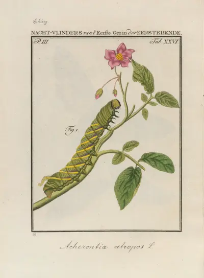 Beschouwing der wonderen Gods Pl.27 av Jan Christiaan Sepp