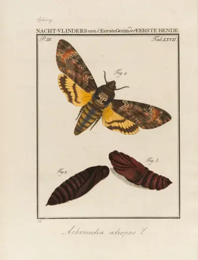 Beschouwing der wonderen Gods Pl.28 av Jan Christiaan Sepp