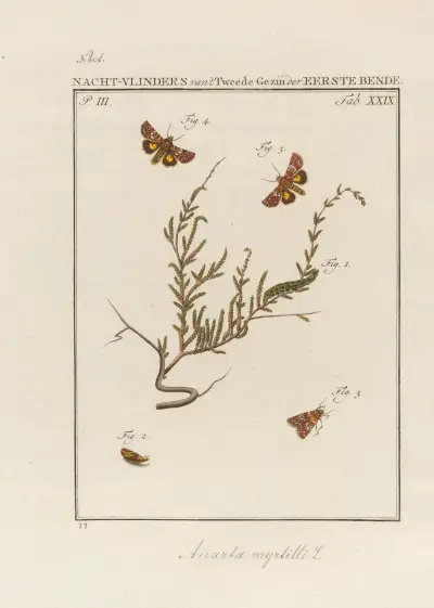Beschouwing der wonderen Gods Pl.30 av Jan Christiaan Sepp