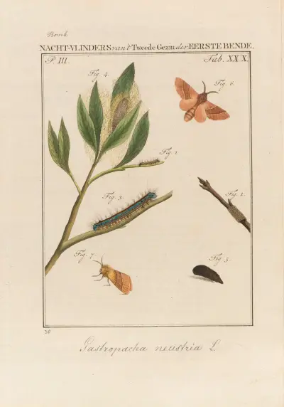 Beschouwing der wonderen Gods Pl.31 av Jan Christiaan Sepp