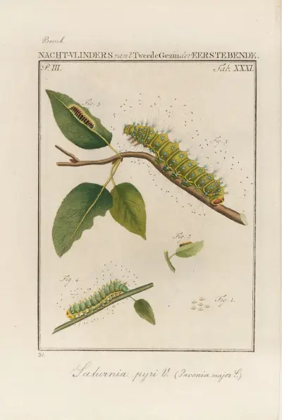 Beschouwing der wonderen Gods Pl.32 av Jan Christiaan Sepp