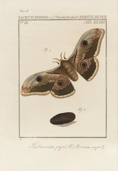 Beschouwing der wonderen Gods Pl.34 av Jan Christiaan Sepp