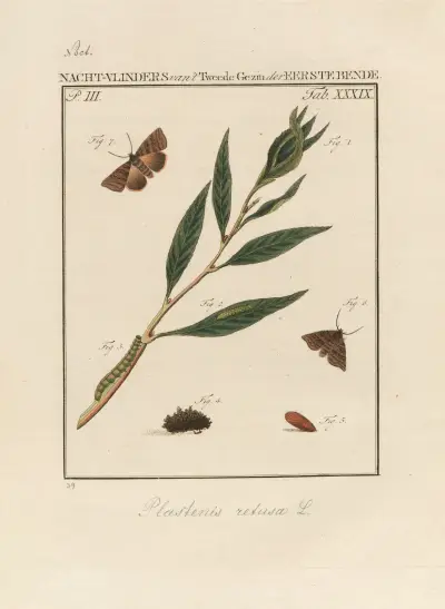 Beschouwing der wonderen Gods Pl.40 av Jan Christiaan Sepp