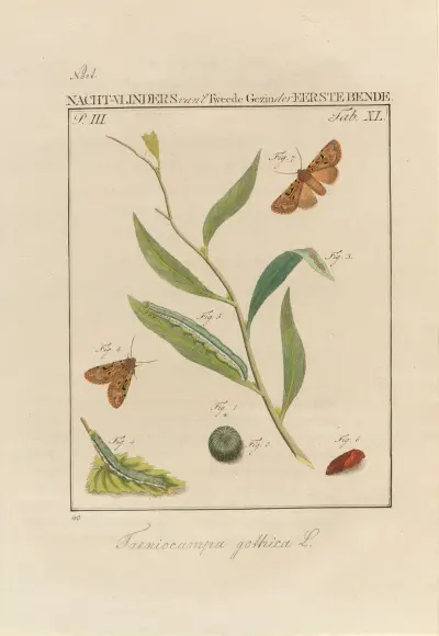 Beschouwing der wonderen Gods Pl.41 av Jan Christiaan Sepp
