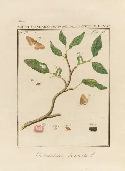 Beschouwing der wonderen Gods Pl.42 av Jan Christiaan Sepp