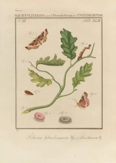 Beschouwing der wonderen Gods Pl.43 av Jan Christiaan Sepp