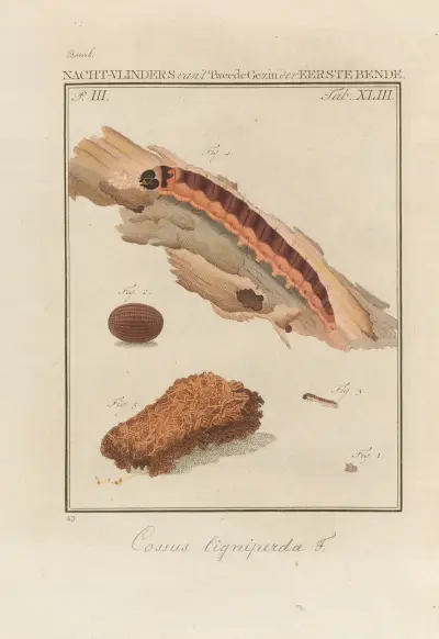Beschouwing der wonderen Gods Pl.44 av Jan Christiaan Sepp
