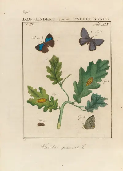 Beschouwing der wonderen Gods Pl.46 av Jan Christiaan Sepp