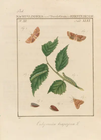 Beschouwing der wonderen Gods Pl.47 av Jan Christiaan Sepp