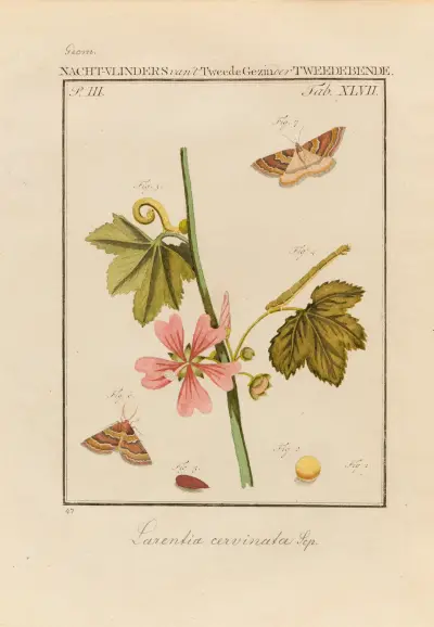 Beschouwing der wonderen Gods Pl.48 av Jan Christiaan Sepp
