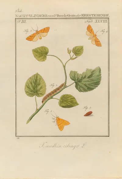 Beschouwing der wonderen Gods Pl.49 av Jan Christiaan Sepp