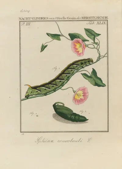 Beschouwing der wonderen Gods Pl.50 av Jan Christiaan Sepp