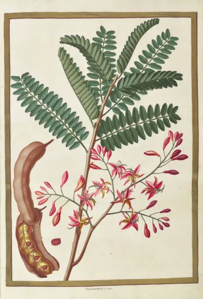 Fjärilar, växter, blommor och djur, målade av Aubriet, plansch 01 av Claude Aubriet