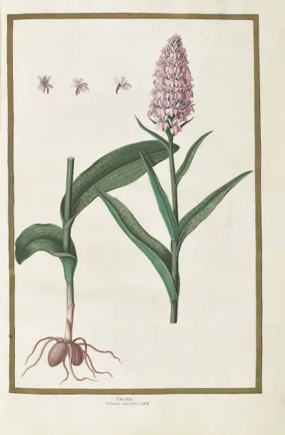 Papillons, plantes fleurs et animaux, peints par Aubriet Pl.02 av Claude Aubriet