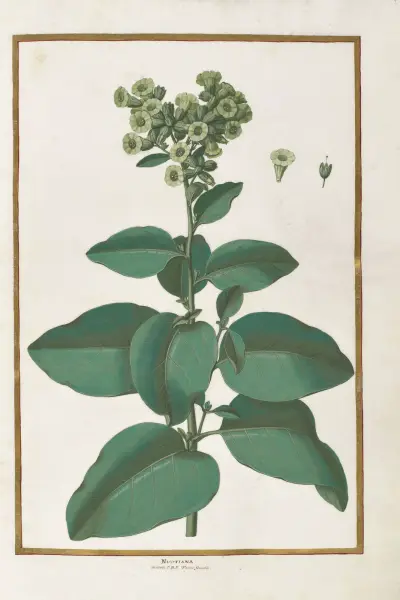 Fjärilar, växter, blommor och djur, målade av Aubriet, plansch 04 av Claude Aubriet