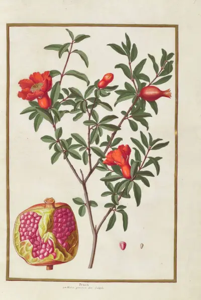 Papillons, plantes fleurs et animaux, peints par Aubriet Pl.05 av Claude Aubriet