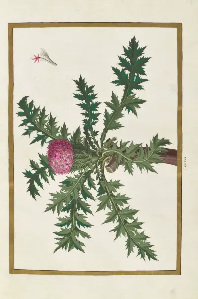 Fjärilar, växter, blommor och djur målade av Aubriet, pl. 07 av Claude Aubriet
