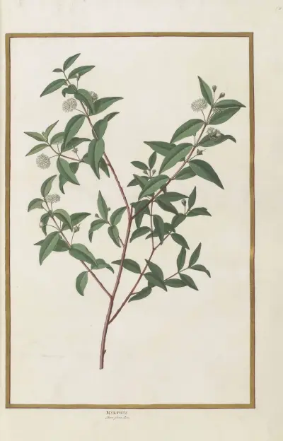 Fjärilar, växter, blommor och djur, målade av Aubriet, pl. 10 av Claude Aubriet