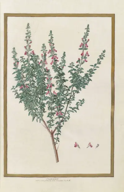 Fjärilar, växter, blommor och djur, målade av Aubriet, pl. 12 av Claude Aubriet