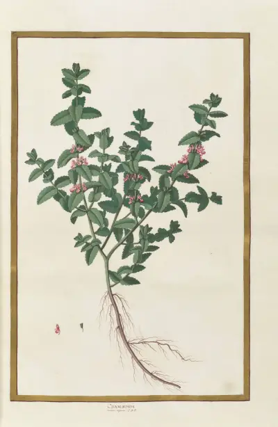 Fjärilar, växter, blommor och djur målade av Aubriet, pl. 14 av Claude Aubriet