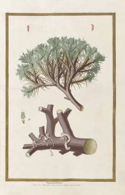 Fjärilar, växter, blommor och djur, målade av Aubriet, pl. 15 av Claude Aubriet