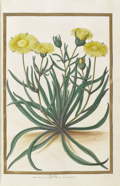 Fjärilar, växter, blommor och djur, målade av Aubriet, pl. 16 av Claude Aubriet