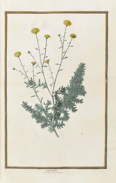 Fjärilar, växter, blommor och djur, målade av Aubriet, pl. 17 av Claude Aubriet