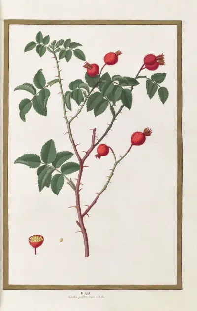 Papillons, plantes fleurs et animaux, peints par Aubriet Pl.19 av Claude Aubriet