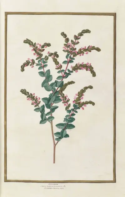 Papillons, plantes fleurs et animaux, peints par Aubriet Pl.20 av Claude Aubriet