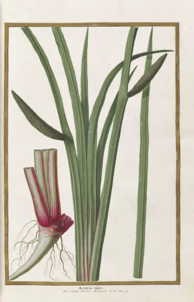 Papillons, plantes fleurs et animaux, peints par Aubriet Pl.21 av Claude Aubriet