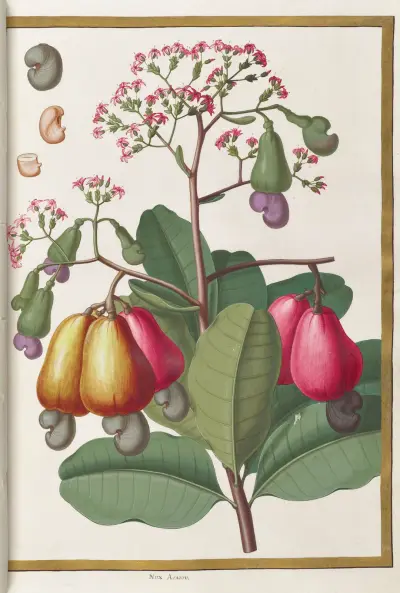Fjärilar, växter, blommor och djur, målade av Aubriet, pl. 22 av Claude Aubriet