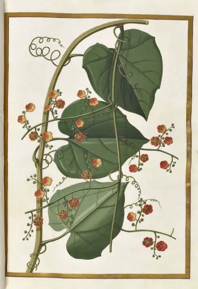 Fjärilar, växter, blommor och djur, målade av Aubriet, plansch 26 av Claude Aubriet