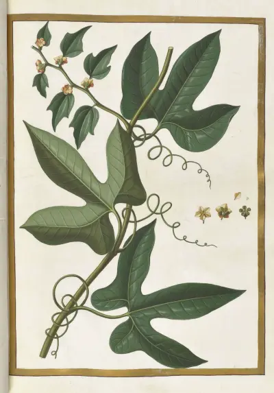 Papillons, plantes fleurs et animaux, peints par Aubriet Pl.27 av Claude Aubriet