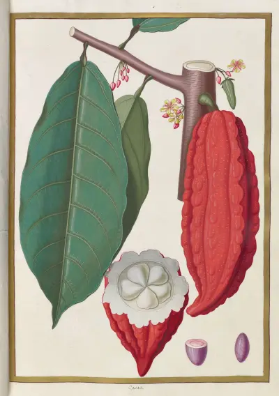 Papillons, plantes fleurs et animaux, peints par Aubriet Pl.28 av Claude Aubriet