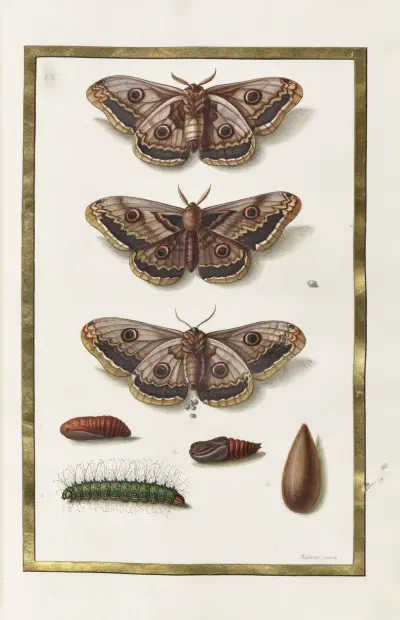Papillons, plantes fleurs et animaux, peints par Aubriet Pl.29 av Claude Aubriet