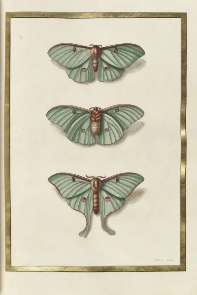 Fjärilar, växter, blommor och djur, målade av Aubriet Pl.30 av Claude Aubriet